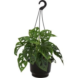 140mm Monkey Mask - Monstera