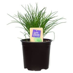 1.1L Garlic Chives - Allium tuberosum - Nudo Herbs