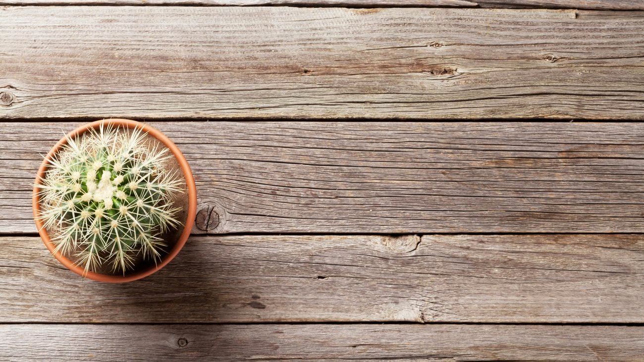 Small cactus in a terracotta pot from a birds eye angle.