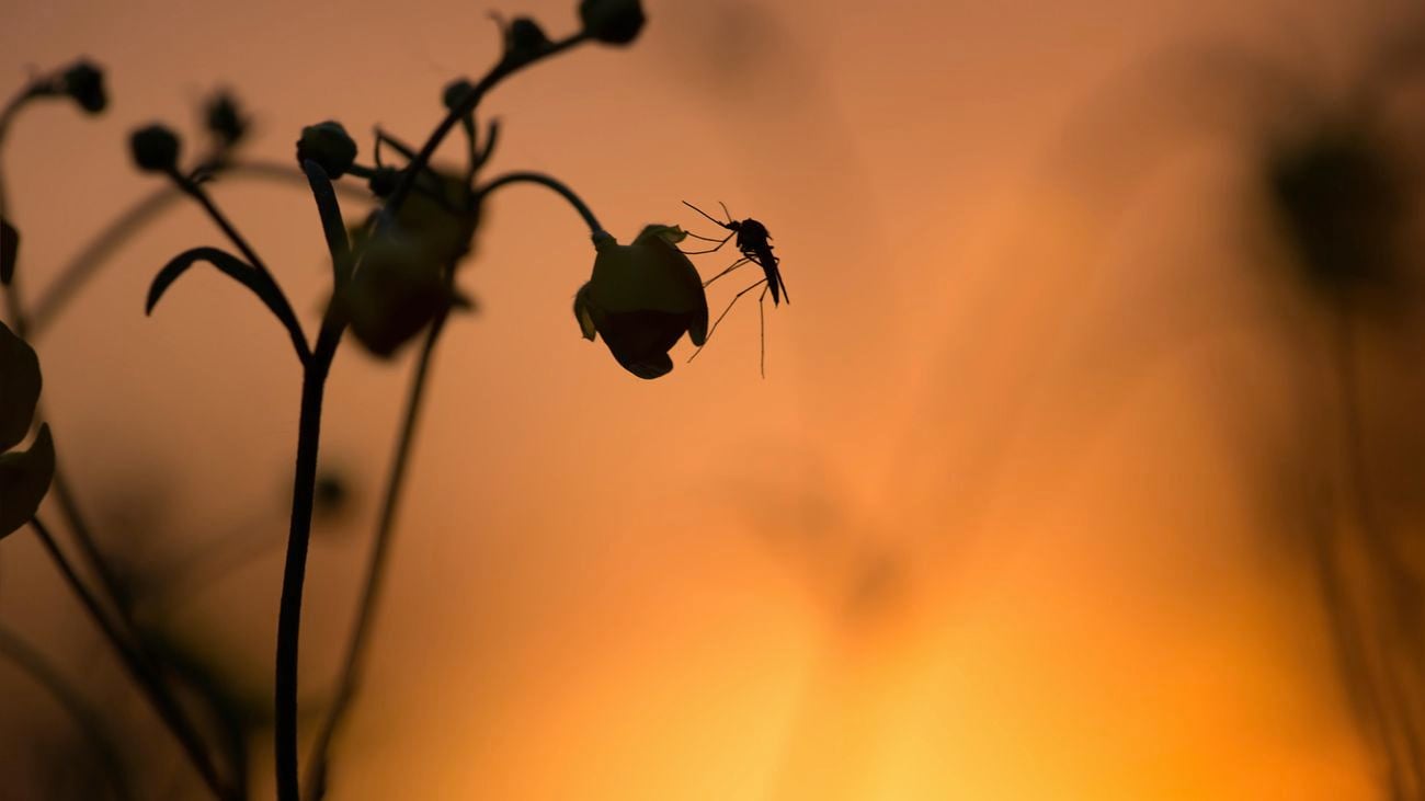 Mosquito on a flower during sunset