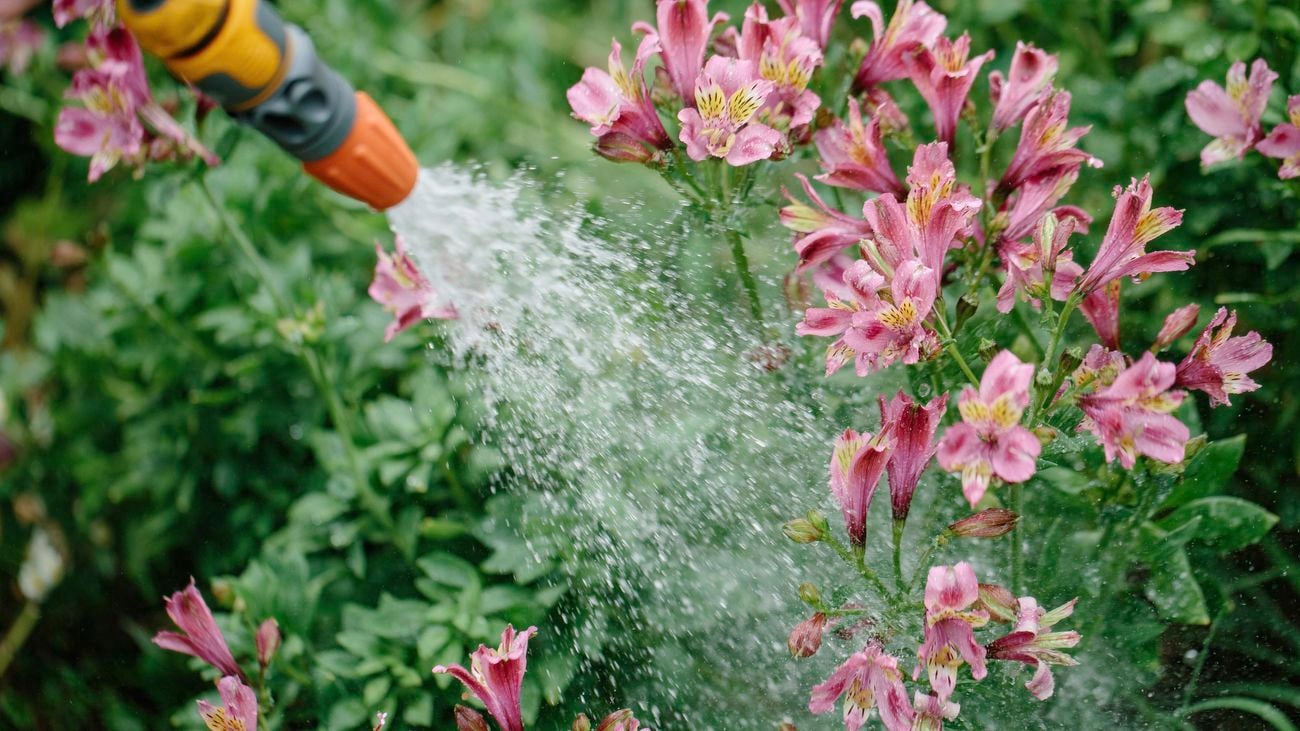 Watering pink flowers with a hose