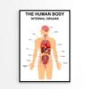 Internal Organs of Human Body  Print 100% Australian Made 60x90cm  (Poster)