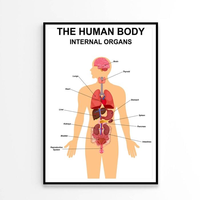 Internal Organs of Human Body  Print 100% Australian Made 60x90cm  (Poster)