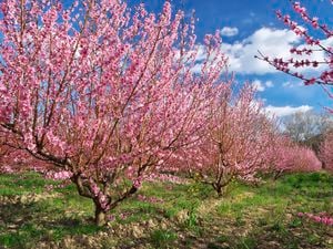 An orchard of nectarine trees with pink blossom