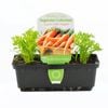 Carrot Little Fingers Punnet - Daucus Carota