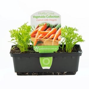 Carrot Little Fingers Punnet - Daucus Carota