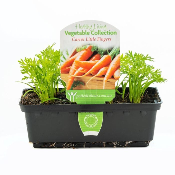Carrot Little Fingers Punnet - Daucus Carota