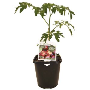 125mm Heirloom Diggers Tomato Black Cherry - Solanum lycopersicum