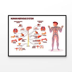 Human Nervous System Vector  Print 100% Australian Made 120x90cm  (Poster)