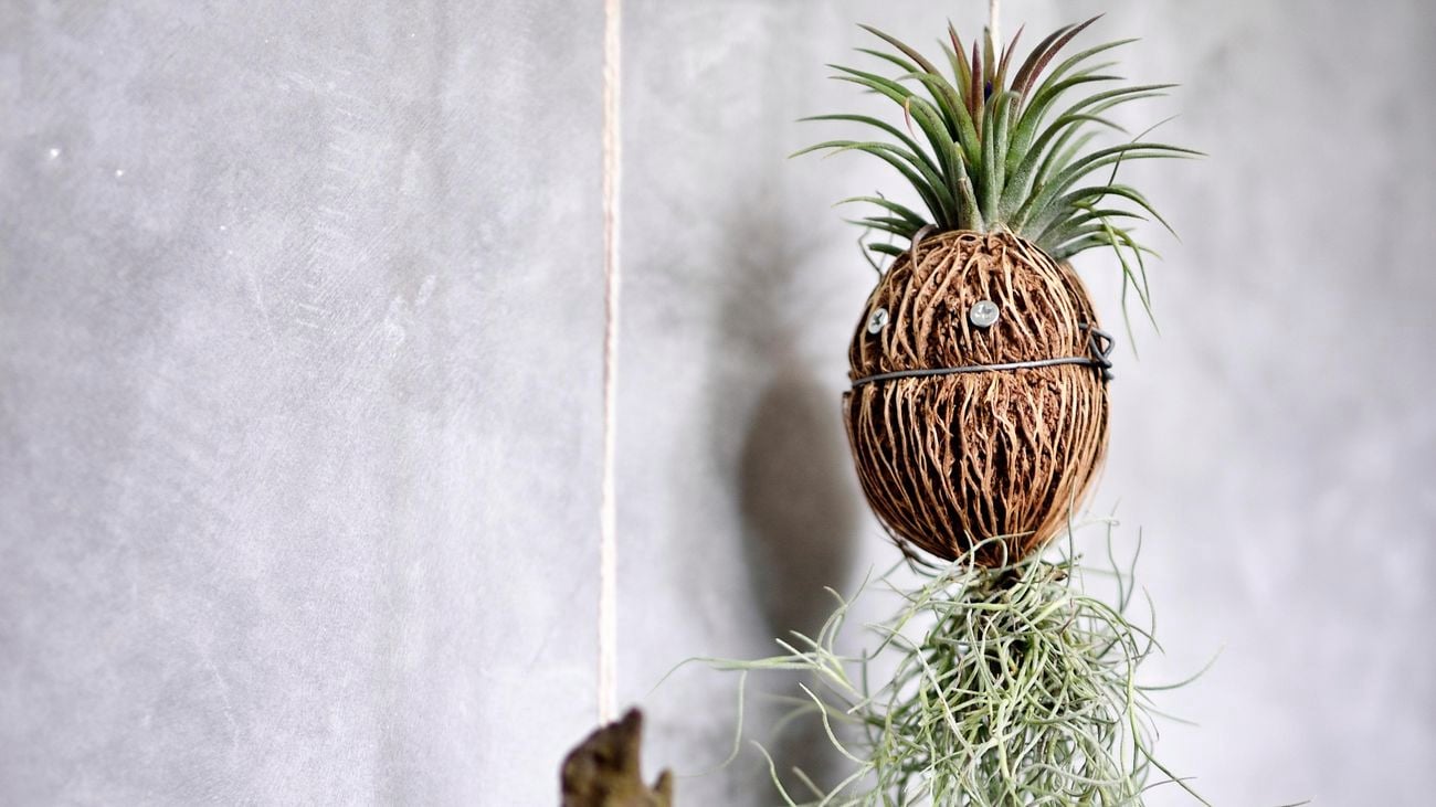 Two air plants with long thin leaves hanging from white ropes against a grey cement wall.