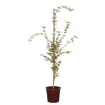 250mm Japanese Maple Sango Kaku - Acer palmatum