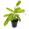 180mm Bamburanta - Ctenanthe lubbersiana Variegata