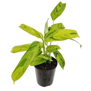 180mm Bamburanta - Ctenanthe lubbersiana Variegata
