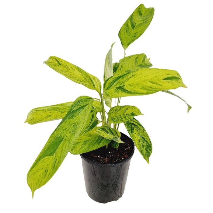 180mm Bamburanta - Ctenanthe lubbersiana Variegata