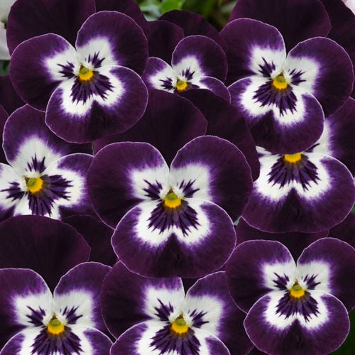 Our new Viola 'Midnight Angel' is a vibrant yellow viola with a unique fine whiskered face.