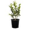 200mm Orange Jessamine - Murraya paniculata