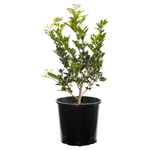 200mm Orange Jessamine - Murraya paniculata