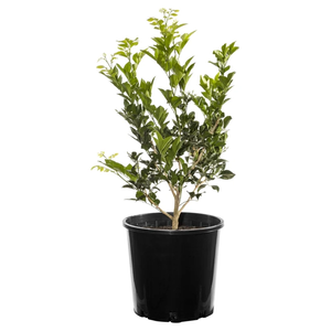 200mm Orange Jessamine - Murraya paniculata