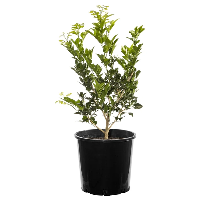200mm Orange Jessamine - Murraya paniculata