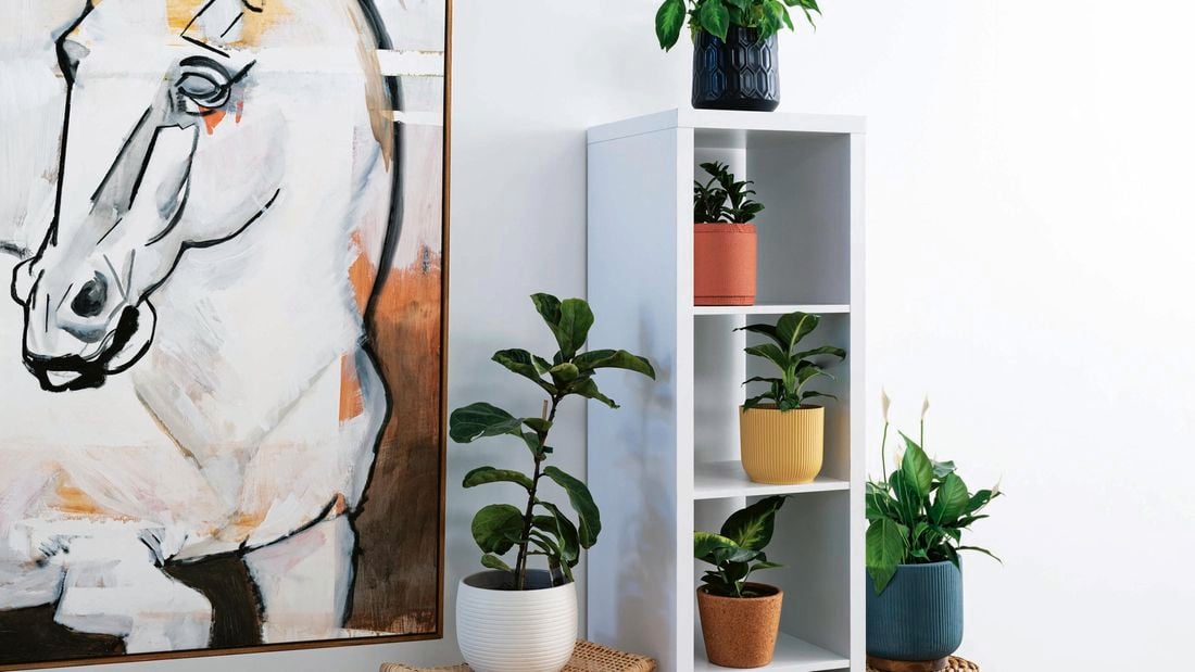 A standing shelf with various hous eplants