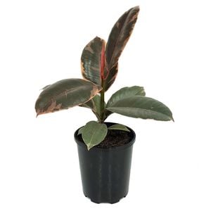 125mm Rubber Tree - Ficus elastica Ruby