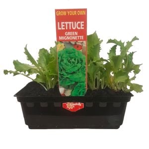 Grow Your Own Range Green Mignonette Lettuce Punnet - Lactuca sativa