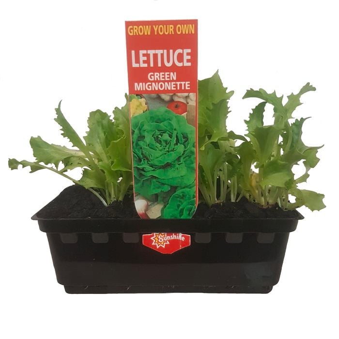 Grow Your Own Range Green Mignonette Lettuce Punnet - Lactuca sativa