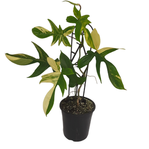 125mm Florida Beauty - Philodendron pedatum