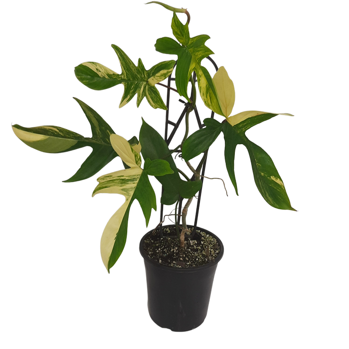 125mm Florida Beauty - Philodendron pedatum