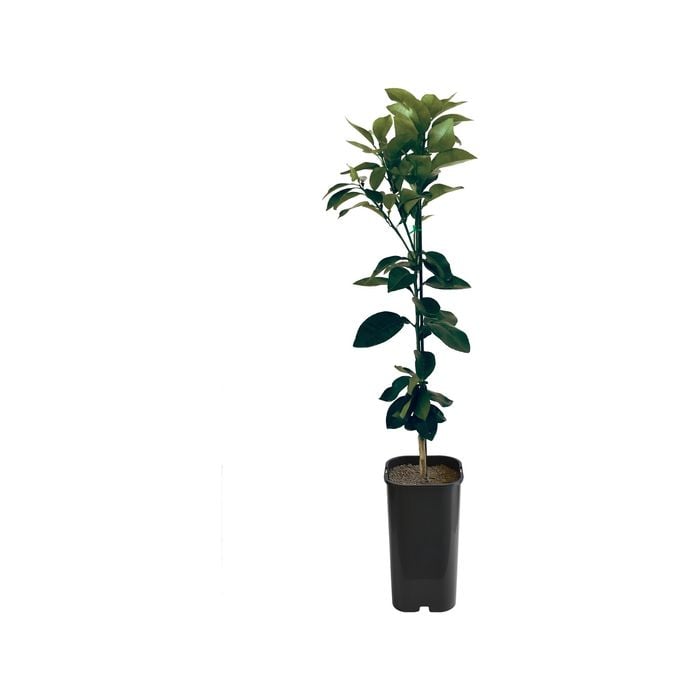 4L Grapefruit Wheeny Grafted -  Citrus paradisi