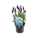140mm Lavender Sensation Blue - Lavandula pedunculata