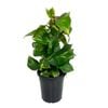 180mm Devil's Ivy Pothos - Epipremnum auruem