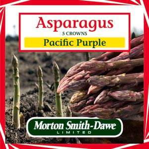Morton Smith-Dawe 5 Crowns Pacific Purple Asparagus Seeds