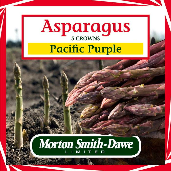 Morton Smith-Dawe 5 Crowns Pacific Purple Asparagus Seeds