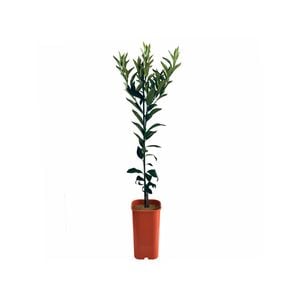 4L Mandarin Imperial Dwarf Grafted -  Citrus retuculata