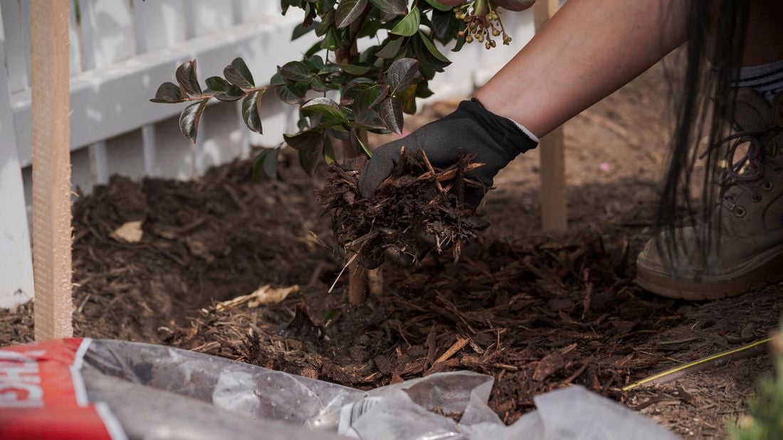 A person adding mulch around the tree.