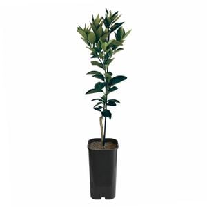 4L Orange Blood Grafted -  Citrus sinensis