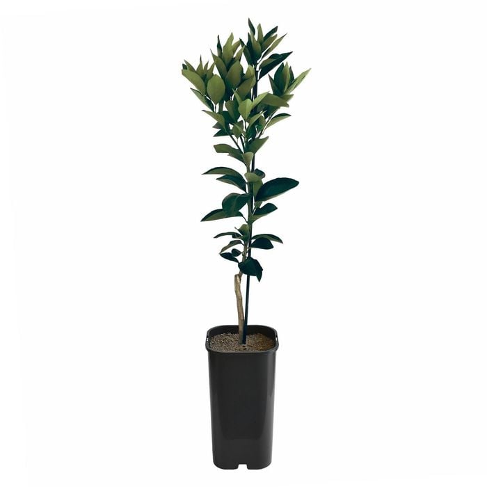 4L Orange Blood Grafted -  Citrus sinensis