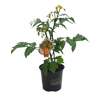 130mm Tomato Ponchi Yellow - Solanum lycopersicum