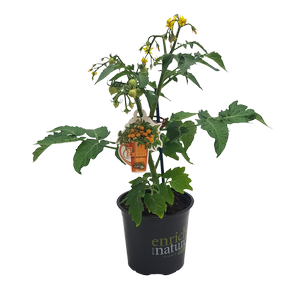 130mm Tomato Ponchi Yellow - Solanum lycopersicum