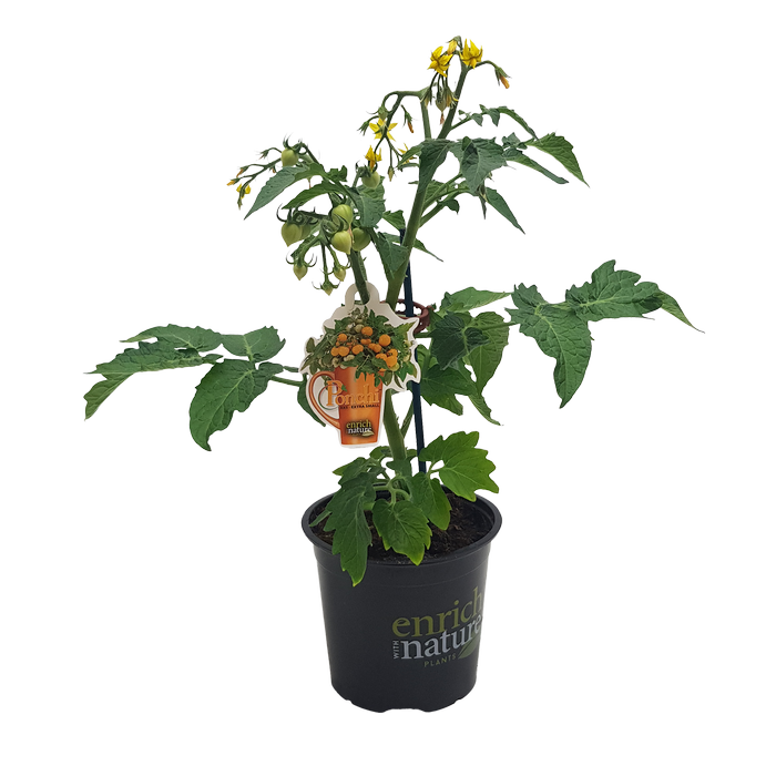 130mm Tomato Ponchi Yellow - Solanum lycopersicum
