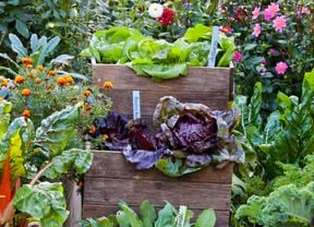 Backyard with flowers and planter boxes