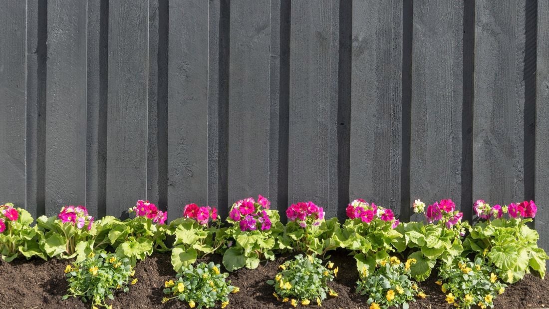 A garden fence lined with colourful flowers below