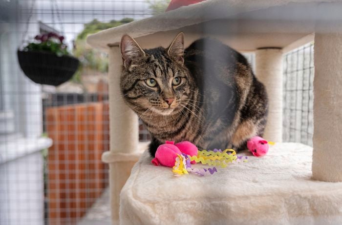 Sheltered zones in the Bunnings cat run for your feline friend
