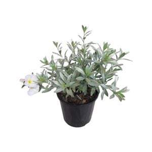 2.5L Silverbush - Convolvulus cneorum