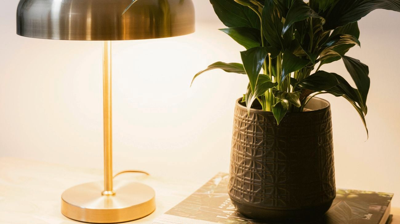 Close up of a table lamp and an indoor pant beside it
