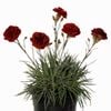 140mm Dianthus Passion - Dianthus hybrid