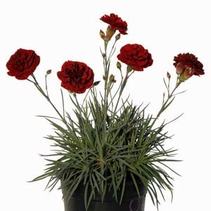 140mm Dianthus Passion - Dianthus hybrid