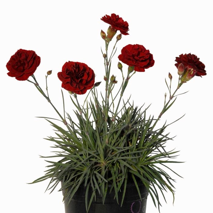 140mm Dianthus Passion - Dianthus hybrid