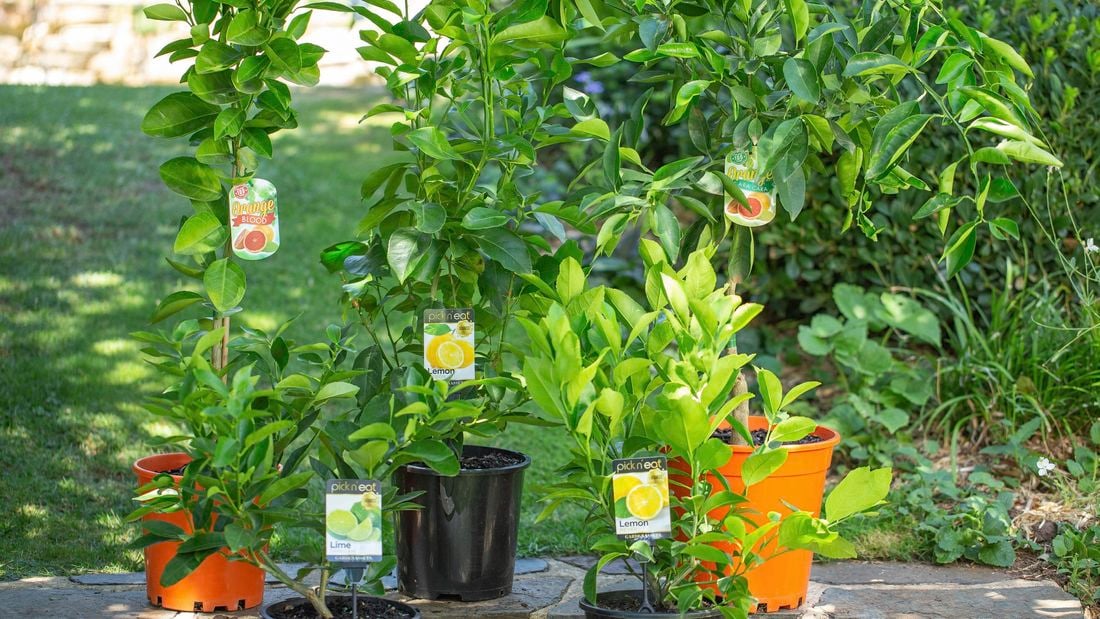 A collection of five citrus trees growing in plant pots, one lime tree, two lemon trees and two orange trees